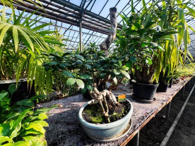 Parlak ışıkla serada sergilenen saksılarda sergilenen bir bitki koleksiyonu