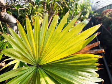 Serada parlak ışık altında parlak yeşil bir palmiye yaprağı