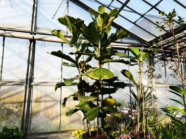 İyi ışıklandırılmış bir serada büyüyen uzun keman yaprağı incir ağacı.