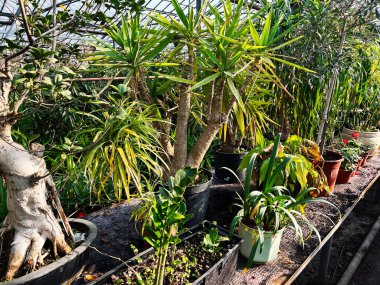 Canlı ve gelişen bir düzende saksı bitkilerinin sergilendiği kapalı bir yeşillik.
