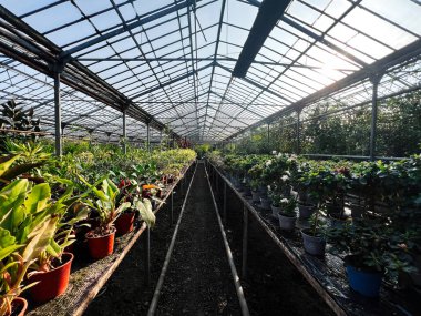 Şeffaf bir çatı altında düzenli sıralar halinde birçok bitkisi olan sera.