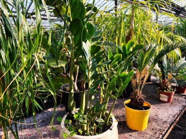 Doğal güneş ışığıyla aydınlatılan bir serada dizilmiş saksılardaki tropik yeşil bitkiler.