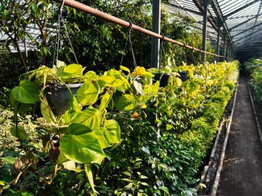 Canlı yeşillik ve doğal dokuları olan bir serada asılı bitkiler..