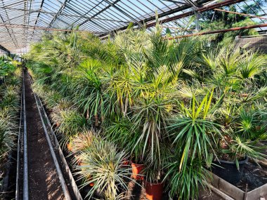 Cam çatı altında organik bir serada canlı yeşil bitkiler..