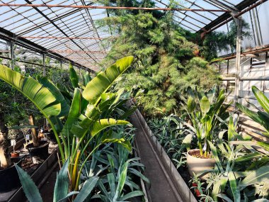 İçinde tropikal bitkiler, canlı yeşillikler ve bol miktarda güneş ışığı bulunan sera iç kısımları