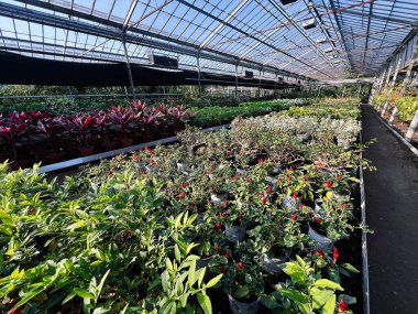 Güzel düzenlenmiş çiçekler ve yeşillik cam bir sera çatısı altında yeşeriyor..