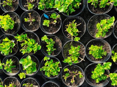 Genç yeşil bitkiler saksılarda, sıra sıra dizilmiş, yukarıdan doğal ışıkla izleniyor..