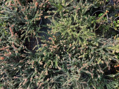 Kaplarda çiçek açan yeşilliklerin resmi, çiçek açan pembe çiçekleri gösteriyor..