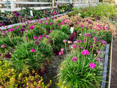 Sera bahçesinde düzgünce dizilmiş saksılarda parlak renkli çiçekler.