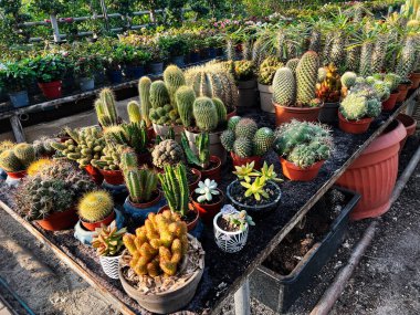 Kaktüslerin ve sulu suların renkli çeşitleri bir seranın içinde saksılarda sergilenir..
