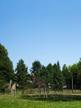 İki zürafa parlak mavi gökyüzünün altında canlı bir hayvanat bahçesi parkında duruyor..