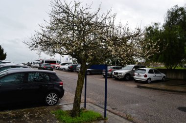 Fatima, Portekiz - 24 Mart 2025: Bulutlu bir günde otoparkın yakınında beyaz çiçekli bir ağaç.