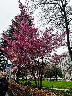 Cenevre, İsviçre - 27 Mart 2025: Doğa, Cenevre, İsviçre ile çevrili canlı bir şehir parkında kiraz çiçekleri çiçek açtı.