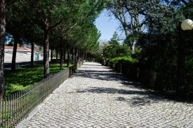 Portekiz, Fatima 'da mavi gökyüzünün altında ağaçlar ve çitlerle kaplı Paved geçidi.