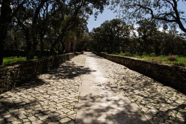Portekiz, Fatima 'da ağaçlarla kaplı taş kaldırım yolu gündüz gözlendi