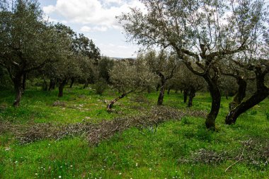 Portekiz, Fatima 'da yemyeşil zeytin koruluğu. Canlı otlar ve bulutlu gökyüzü..