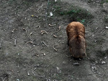 Kuru toprak, yeşil yamalar ve dağınık kemikler arasında bir kahverengi ayı bir ekosistem oluşturur..
