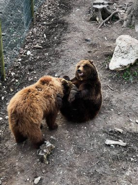 Kahverengi ayılar, bir orman düzlüklerinde yakalanan eğlenceli bir etkileşime giriyorlar..