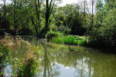Yeşil yapraklar ve zarif siyah kuğularla çevrili sakin bir göl manzarası..