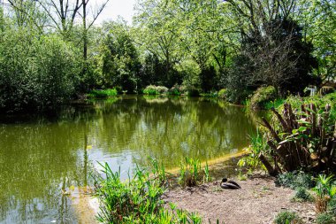 Portekiz, Caldas da Rainha 'da yemyeşil bir göletin ortasında oturan bir ördekle