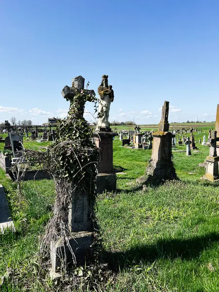 Khorostkiv, Ukrayna - 23 Nisan 2025: Sarmaşık ve yeşillikle kaplı eski mezar taşlarının sergilendiği sakin bir mezarlık manzarası.