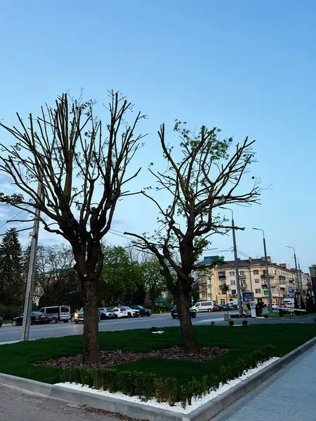Ternpil, Ukrayna - 23 Nisan 2025: Manikürlü yapraksız ağaçlar, bitkiler ve kaldırımlarla çevrili kentsel manzaranın ortasında duruyor.