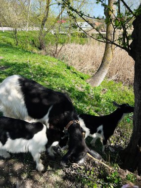 Otların, ağaçların ve doğal çevrenin ortasında keçilerin olduğu sakin bir çayır sahnesi.