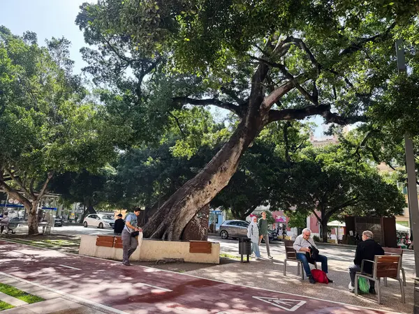 Malaga, İspanya - 02 Mayıs 2025: Malaga 'daki büyük ağaçların gölgesinde eğlenen ziyaretçiler.