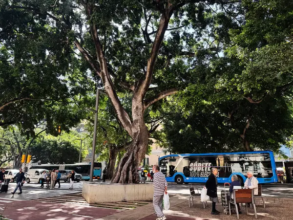 Malaga, İspanya - 02 Mayıs 2025: Malaga 'da halk, sokak yeşili ve çevre dostu bir otobüsün yer aldığı şehir manzarası