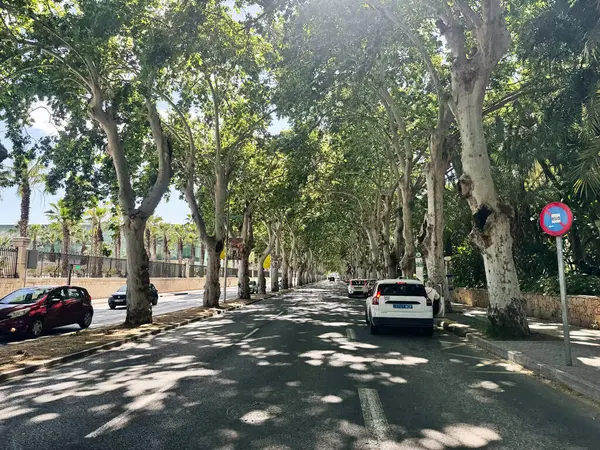 Malaga, İspanya - 02 Mayıs 2025: İspanya 'nın Malaga şehrinde ağaçlık alan, güneş ışığı alan ve araçlarla dolu.