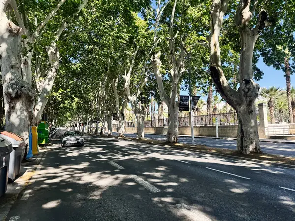 Malaga, İspanya - 02 Mayıs 2025: Canlı yeşil ağaçları ve İspanya 'nın Malaga kentindeki doğal atmosferi ile gölgelenmiş kentsel cadde.
