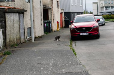 Akranes, İzlanda - 15 Mayıs 2025: Akranes, İzlanda 'da bir kedi ve kırmızı arabanın yer aldığı yerleşim yeri