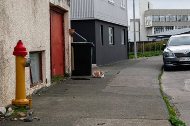Akranes, İzlanda - 15 Mayıs 2025: Akranes, İzlanda 'da sessiz bir sokakta yangın musluğunun yanında oturan kızıl kedi