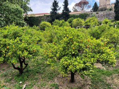Tomar Şatosu, Portekiz yakınlarındaki huzurlu bir bahçede canlı portakallı yemyeşil ağaçlar.