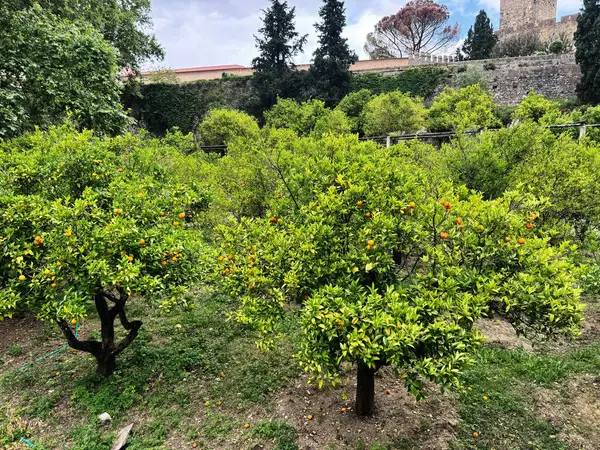 Tomar Şatosu, Portekiz yakınlarındaki huzurlu bir bahçede canlı portakallı yemyeşil ağaçlar.