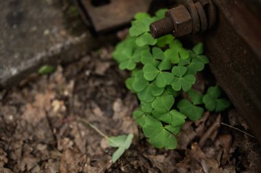 Yeşil yonca yaprakları, doğal ışık altında yıpranmış demir bir cıvatanın yanında gelişir..