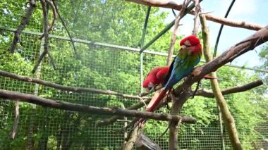 Kuşhanede bir dala tünemiş iki renkli papağan..