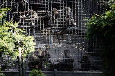 Hayvanat bahçesinde metal ağ ve çevreleyen bitki örtüsüyle çevrili bir maymun.