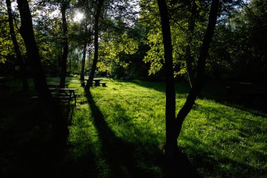 Ağaçların arasından süzülen, yemyeşil çimenlerin üzerinde güneş ışığının olduğu sakin bir park sahnesi..