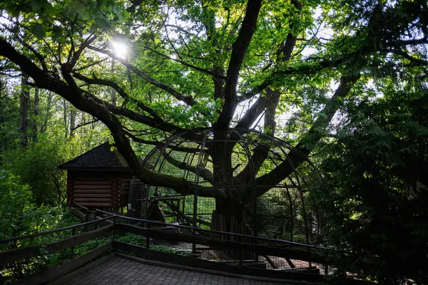 Güneş lekeli yeşillik, büyük bir ağaç, kafes muhafazası ve huzurlu bir çevre.