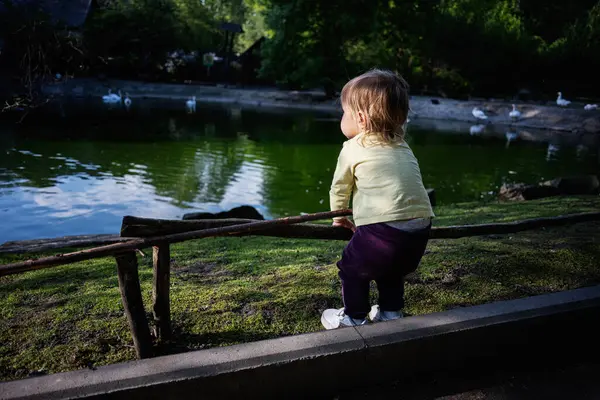 Yavru, sakin bir ortamda ördekli bir göletin yakınındaki doğayı keşfeder..