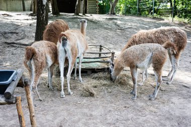 Bir grup guanaco, doğal ortamların ortasında saman yiyor.