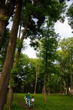 Sakin bir aile yazın uzun ağaçlar arasında doğayı keşfeder.