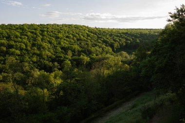 Güneş ışığı ve açık gökyüzü ile yoğun yeşil bir ormanın güzel panoramik manzarası