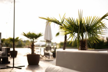 Açık hava ortamında gün ışığında tropikal palmiye ağaçları ve modern mobilyalar dinleniyor.