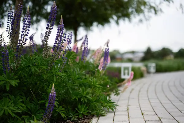 Gün boyunca canlı açan lavanta çiçekleriyle çevrili manzaralı bahçe yolu.