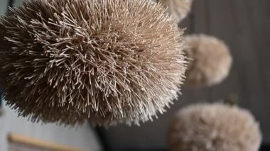 Modern dekor için mükemmel, hassas, dikenli dokusuna sahip olağandışı küresel bir nesnenin detaylı görüntüsü.