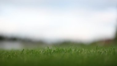 Yeşilli, gür yeşil çim yaprakları çok güzel doğal bir arka plan oluşturuyor..
