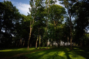Orman sahnesinde uzun ağaçlar ve güneş ışığı çimlerin üzerinde desenler oluşturur.