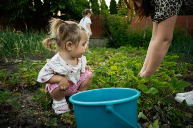 Çocuk ve yetişkin yaz boyunca yeşil bir sebze bahçesinde çilek topluyor..